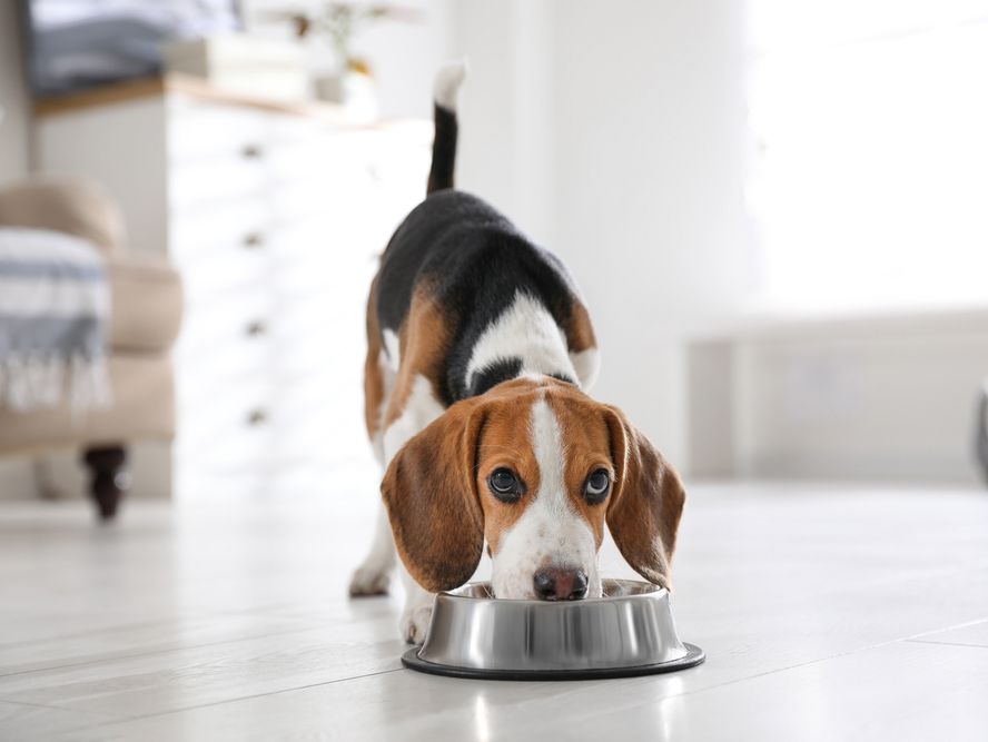 Dog Food: Your Questions Answered 