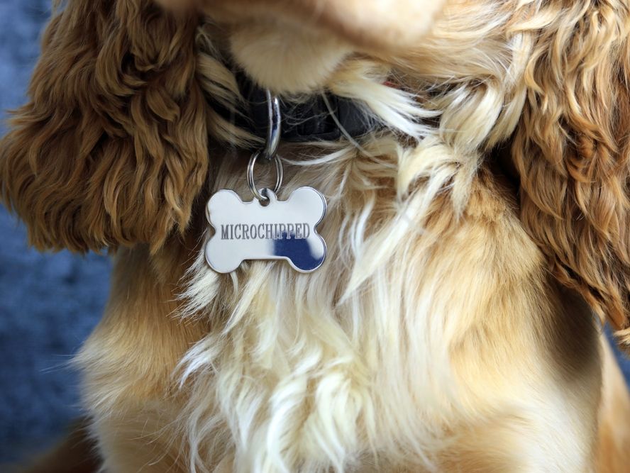 Petland's Dog Tags: Ensuring Your Furry Friend's Safety and Style