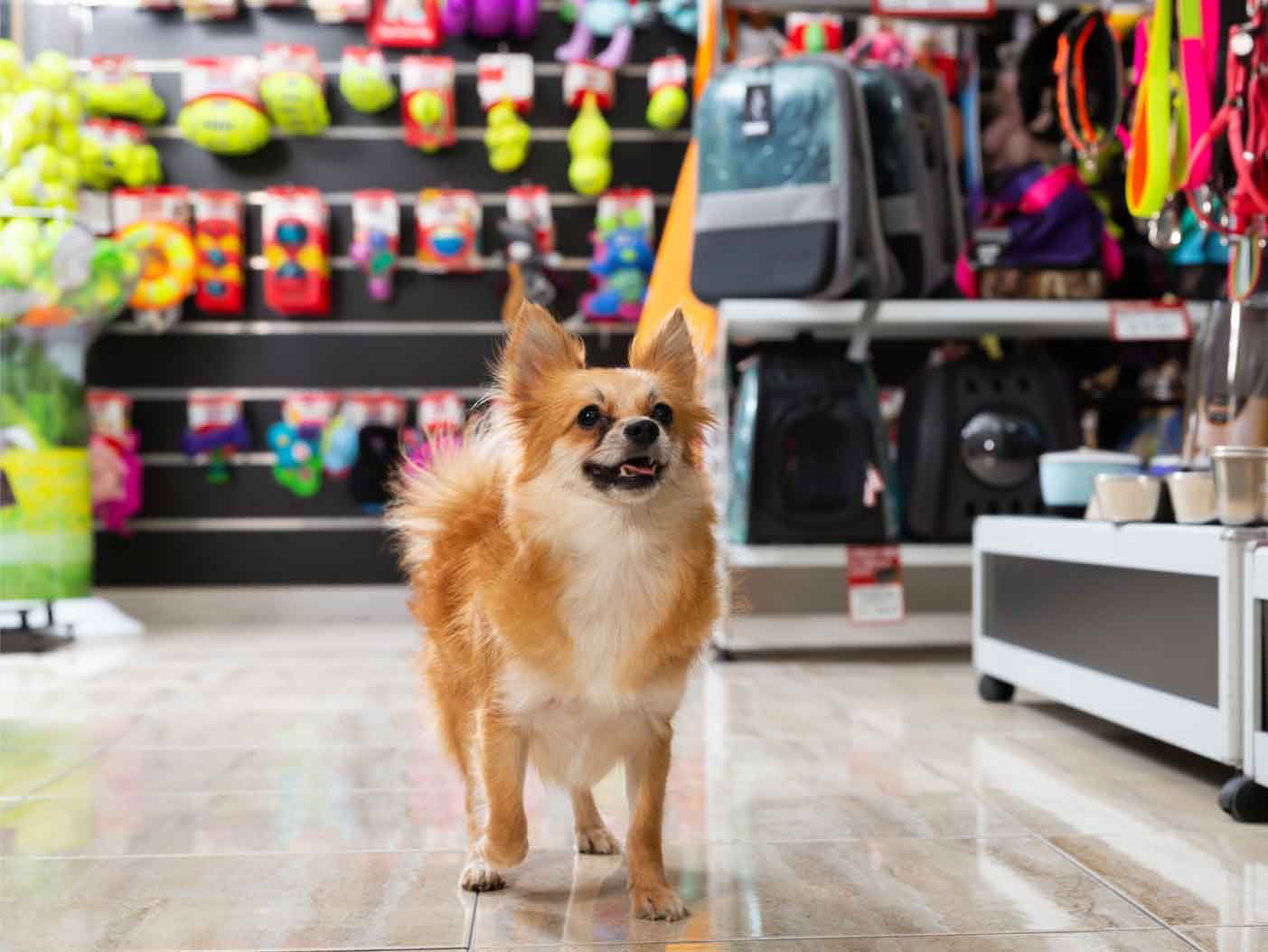 Key Factors to Consider When Searching for the Best Pet Shop