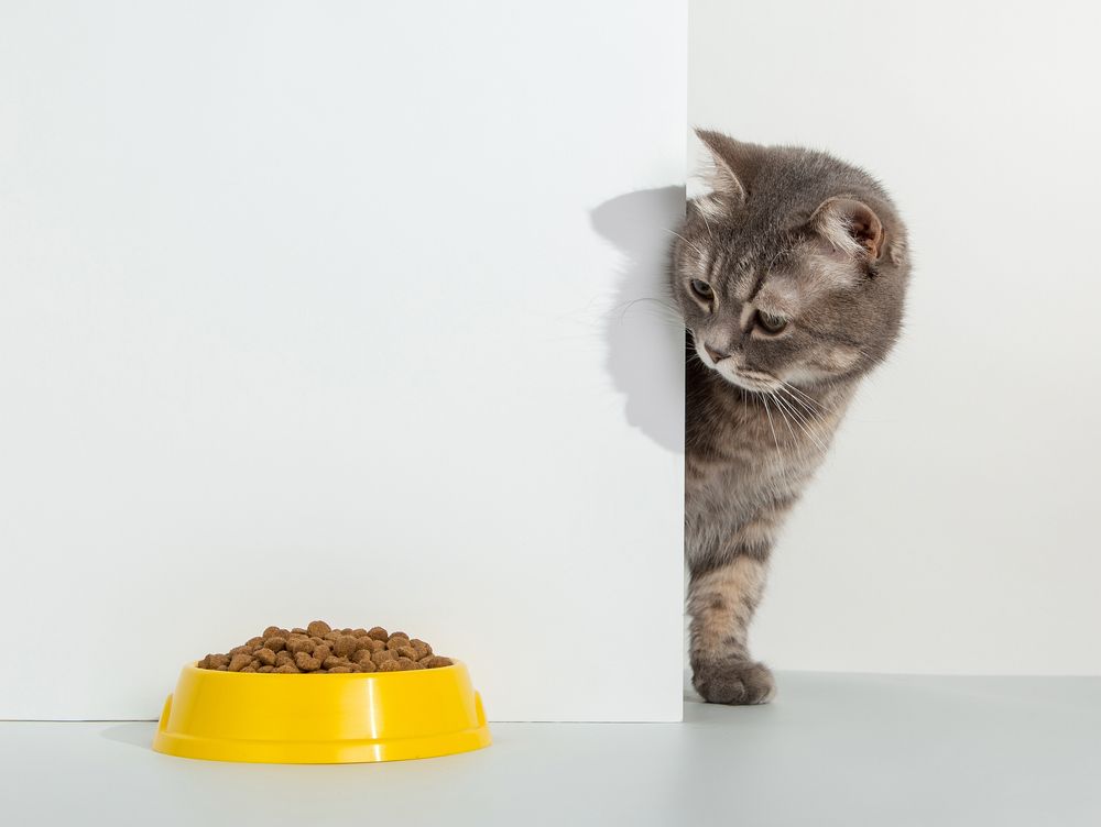 Purr-fect Nutrition: Choosing the Right Cat Food at Petland