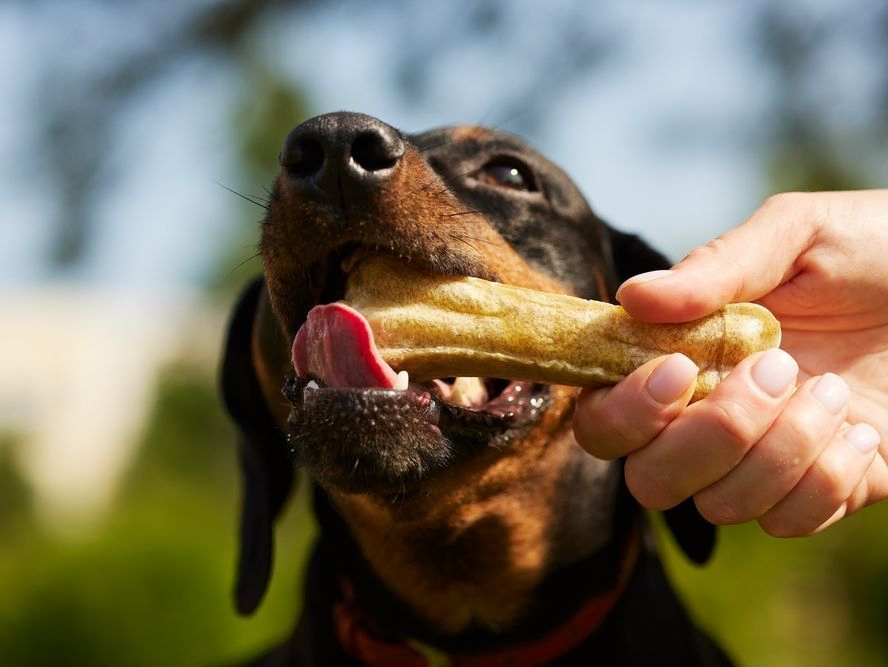 Dog Treat Spotlight – The Original Poochbutter