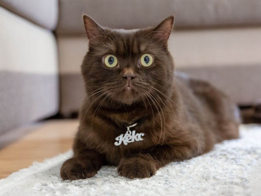 Purr-sonalized Protection: The Importance of Cat Tags from Petland